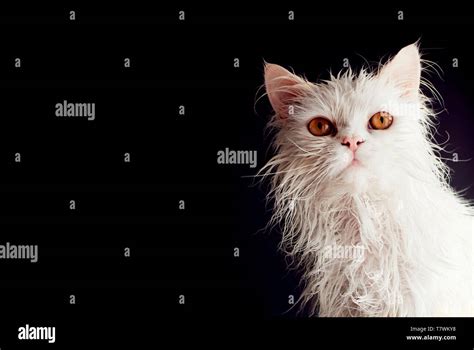 Wet Cat After A Bath Stock Photo Alamy