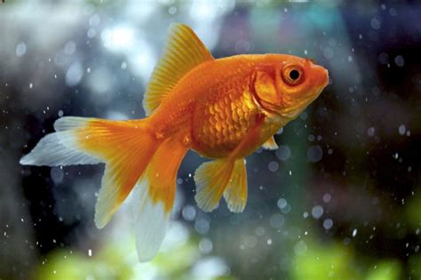 Fantail Goldfish Care Size Lifespan Tank Mates