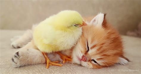 Baby Chick Cuddles Up To His Cat Buddy For A Quick Nap Pet Buzz