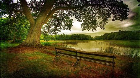 Bench Under Tree Wallpapers Wallpaper Cave
