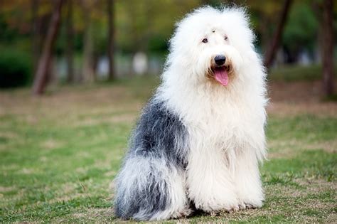 Top Ten Long Haired Dog Breeds Pet Care Facts