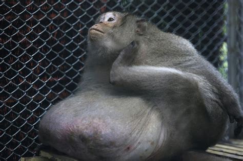 Lazy Fat Macaque For Release After Strict Diet Bangkok Post News