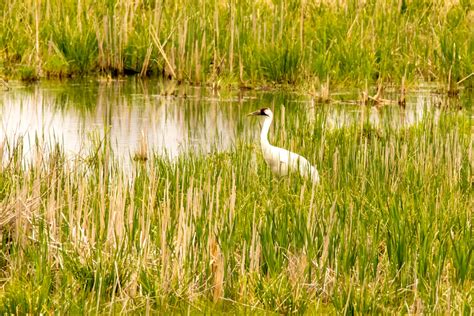 To learn more about our social media efforts, and to find a list of official usfws social media sites, please visit our social media hub. Horicon National Wildlife Refuge · Wildlife Viewing Drives