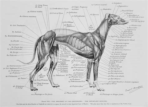 Art Anatomy Of Animals 1894 To 1896 Biography Et Seton Legacy Project