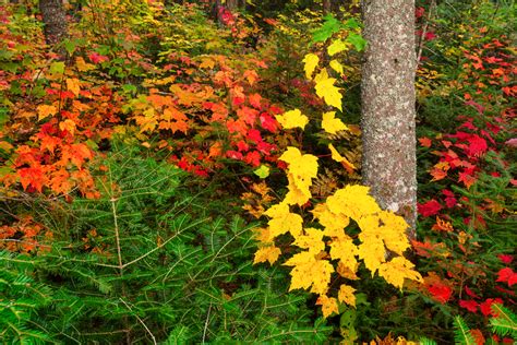 Fall Color Forest Scene Archives