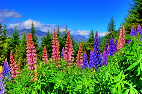 Hd Widescreen Wallpapers Lupine Image By Axton Archibald 2017 03 25