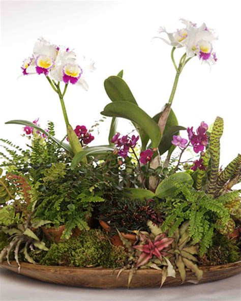 Living Centerpiece Garden Projects Indoor Plants Orchids