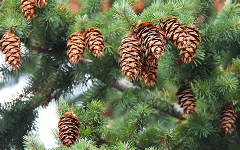 Sapin épicéa Pin Quelles Différences Sapin Epicea Feuille Arbre Arbre