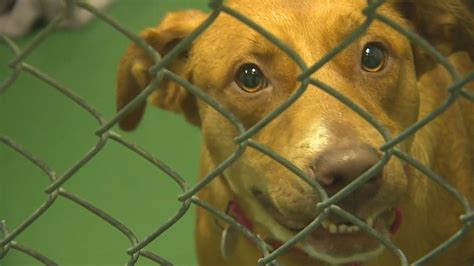 35 dogs, cats arrive at Lynnwood shelter from Memphis ...