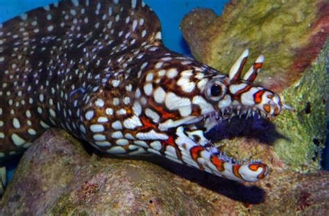 Hawaiian Dragon Eel 2 Electric City Aquarium And Reptile Den