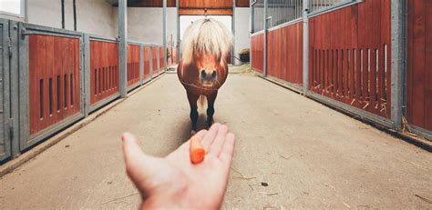 9 Rules Of Good Feeding For Horses Williams Imesers