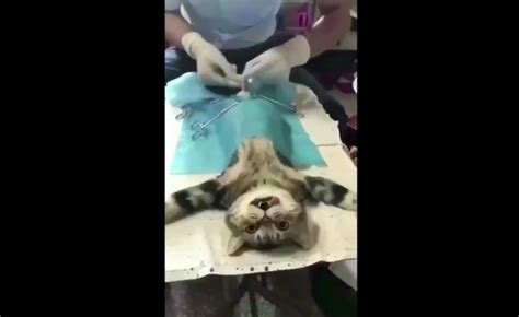 Priceless Reaction As Cat Finds Out Its Been Neutered Video