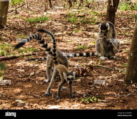 Portrait Of The Ring Tailed Lemur Lemur Catta Aka King Julien In Lemirs