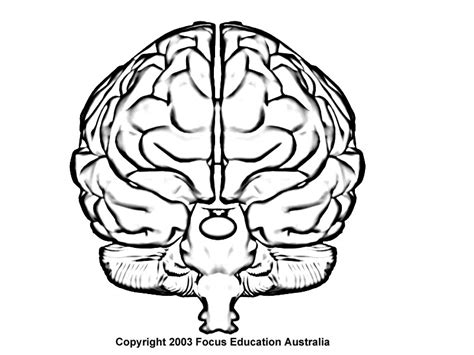 Brain Drawing Images At Getdrawings Free Download