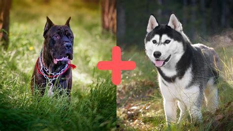 Cane Corso Husky Mix: Complete Mixed Breed Guide