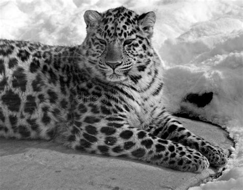 Amur Leopard Is A Leopard Subspecies Stock Photo Image Of Feline
