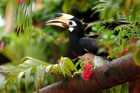 0489 Burung Kenyalang In Bahasa Malaysia Hornbill In E Flickr