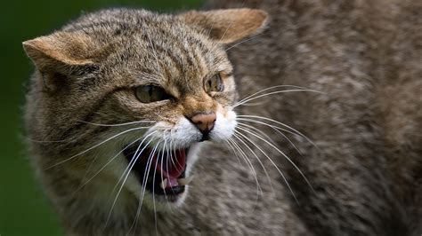 Get free pest control quote in minutes from reviewed & rated pest controller on airtasker. Feral Animals | Accurate Pest Management