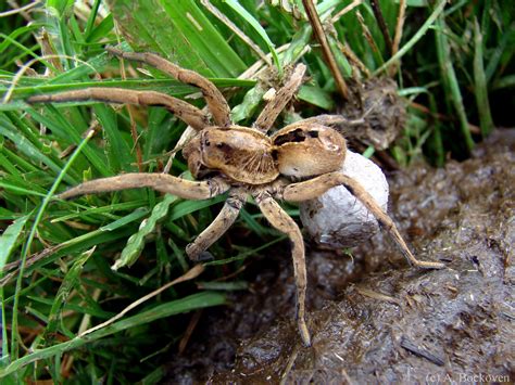 This Is A Huge Wolf Spider In Argentina She Was Sitting Smack In The