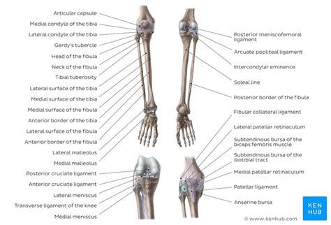 Labeling shoulder ligaments and tendons. Leg and knee anatomy: Bones, muscles, soft tissues | Kenhub