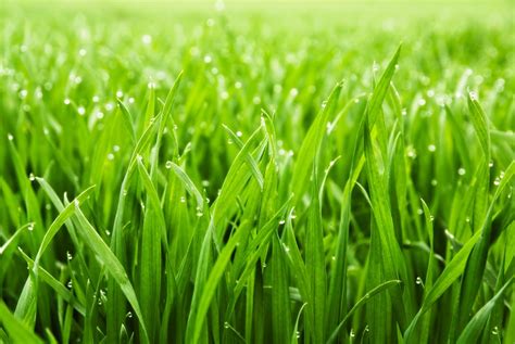 10 tips for a greener lawn. How to Get Greener Grass | TruGreen