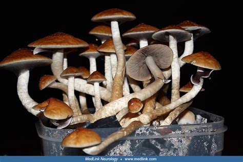 Hallucinogenic Mushroom Intoxication And Poisoning Medlink Neurology