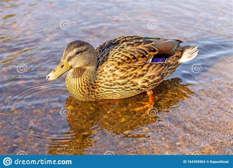 Waterfowl Wild Mallard Stands On The Shore Of A Reservoir In Clear