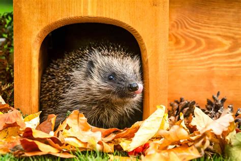 How To Make A Hedgehog House Build A Home Checkatrade