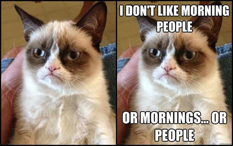 30 Funny Cat Memes Eyes Funny Grumpy Cat Memes Grumpy Cat Humor Grumpy