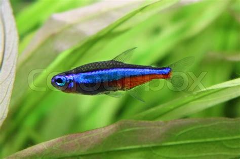Its eyes are constantly trained to the. Nice small Blue neon- freshwater fish in aquarium | Stock ...