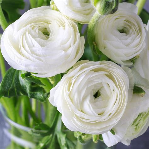 Tecolote Ranunculus White Bulbs For Sale White Ranunculus Easy To