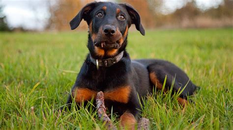 The beauceron, or berger de beauce, is relatively unknown outside of its native france, although the breed is gaining popularity in the united states. Beauceron Dogs | Pet Health Insurance & Tips