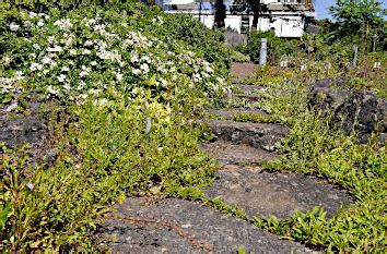 Welche straßen befinden sich in der nähe der haltestelle tübingen botanischer garten in tübingen ? Quermania - Tübingen - Botanischer Garten - Baden ...