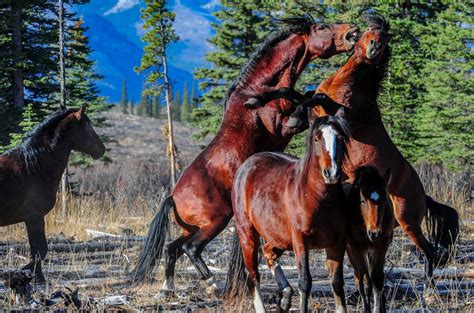 Alberta Wild Horses Let Them Continue To Live Wild And Free Photo