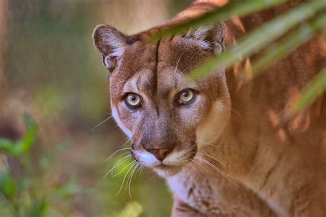 Florida Panther Diet Habitat And Facts Britannica