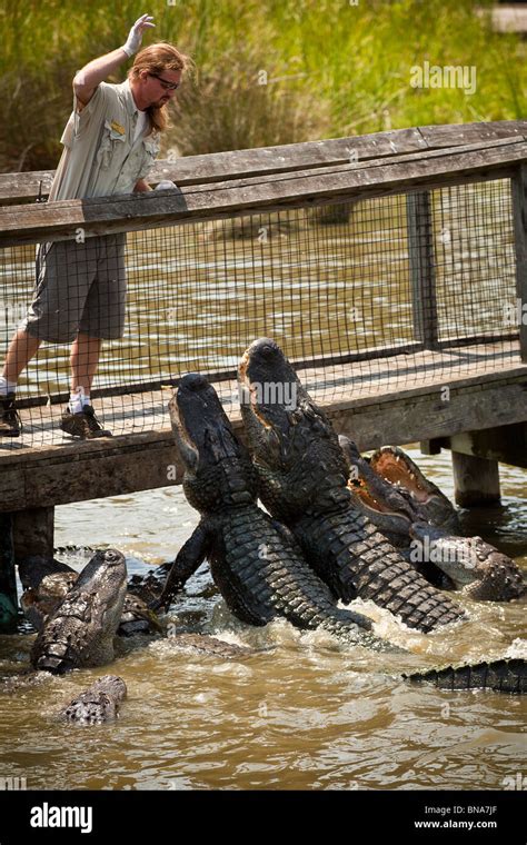 A Trainer Feeds American Alligators Alligator Mississipiensis At
