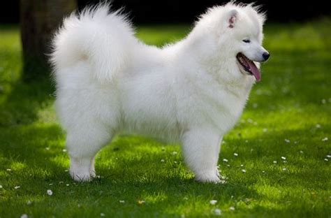 Siberian Samoyed Dogs Full Grown Breed Pets Blog Dog Breeds