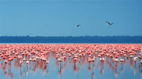Lake Nakuru National Park Tanzania Safari Destinations