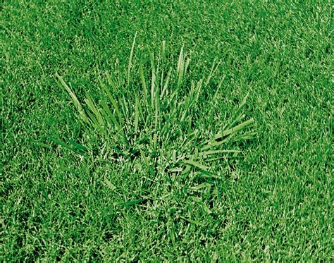 Clumping Tall Fescue The Unwanted Grass Clumps In Your Yard