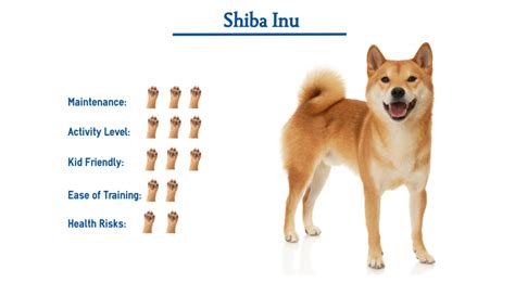 Shiba Inu Dog Breed Everything You Need To Know At A Glance