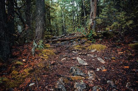 A Beautiful Forest Floor Photograph By Shauna Collins Fine Art America