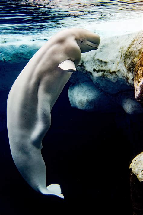 Pin By Missy Hunter On Refrences Beluga Whale Whale Beluga