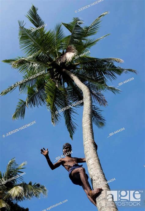 Man Climbing Up On Coconut Palm Tree Boosa Sri Lanka Stock Photo