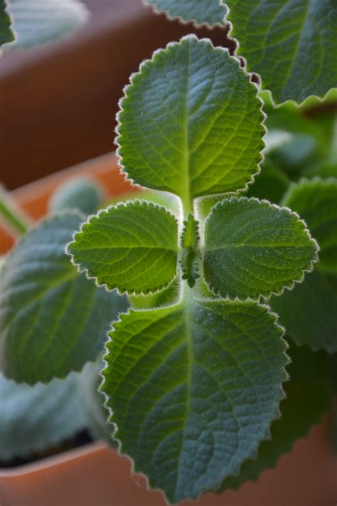 Free Images Tea Leaf Flower Green Herb Produce Botany Mint