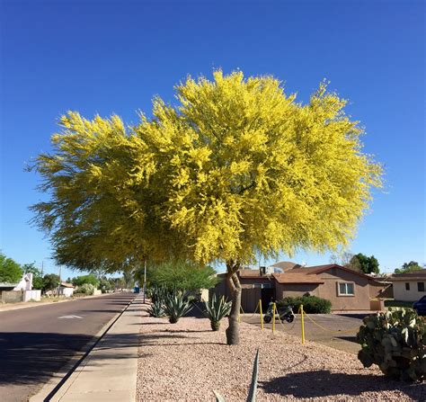 How Long Do Palo Verde Trees Bloom My Heart Lives Here