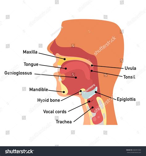 Throat Anatomyvector Illustration 482057260 Shutterstock