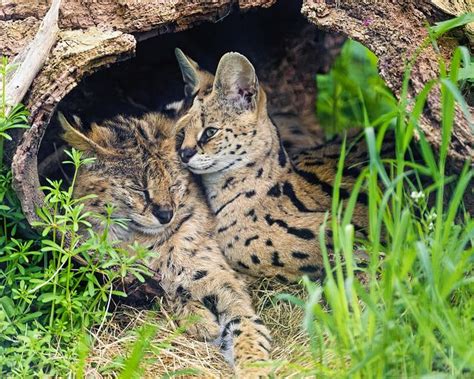 Two Cute Servals Together By Tambako The Jaguar On Flickr Serval Cats