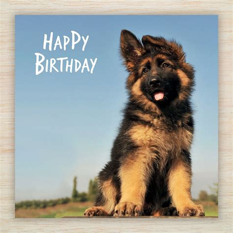 German Shepherd Birthday Cards Alsatian Gsd Dog Puppy Lots Designs