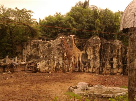 Dusit Zoo Is Open Daily From 8 Am Till 6 Pm The Entrance Fee Is