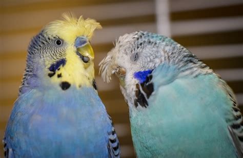 Can Parakeets Talk All About Parakeet Talking Psittacology